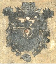 fossile Stinkwanze Eospinosus peterkulkai