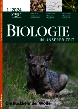 Biuz Titelseite 01/24: Portrait eines jungen Wolfes, der direkt in die Kamera schaut.